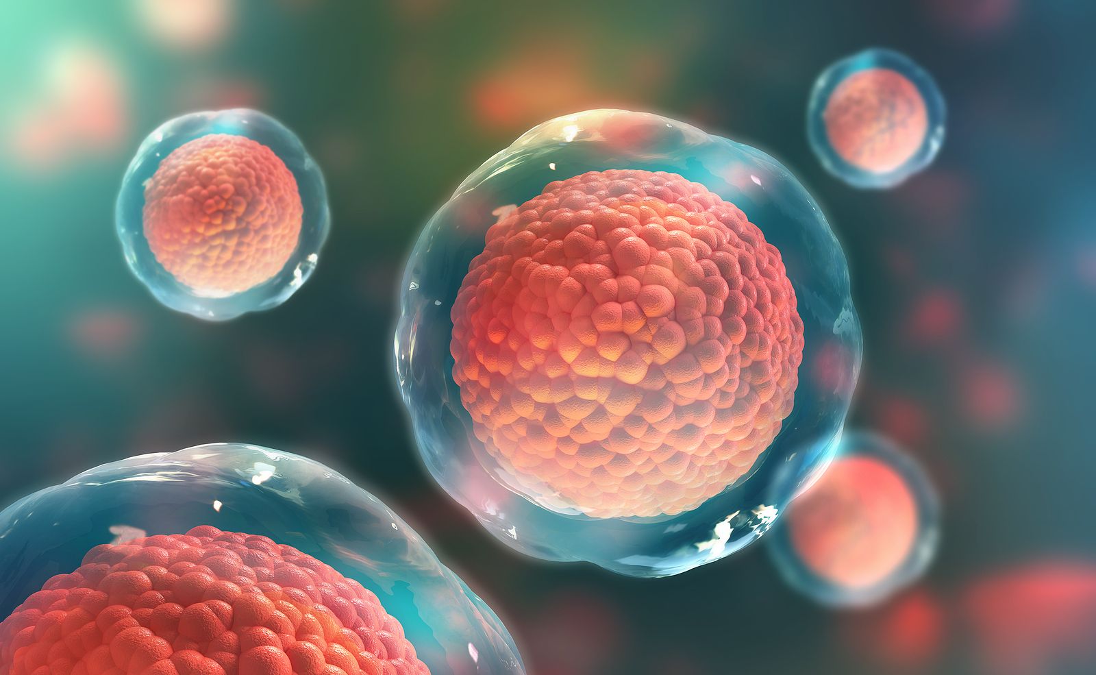 Se descubren las razones del envejecimiento de las células madre