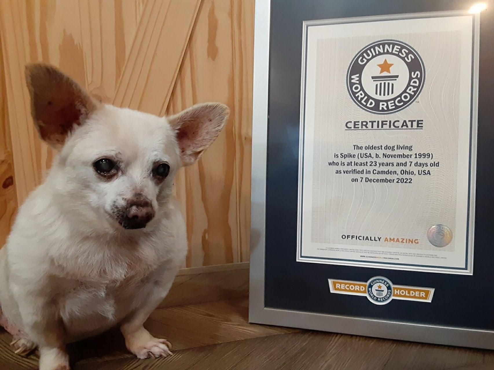 Un chihuahua de 23 años consigue el récord Guinness al perro vivo más viejo del mundo