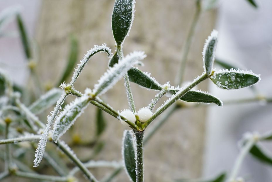 Así puedes recuperar tus plantas heladas