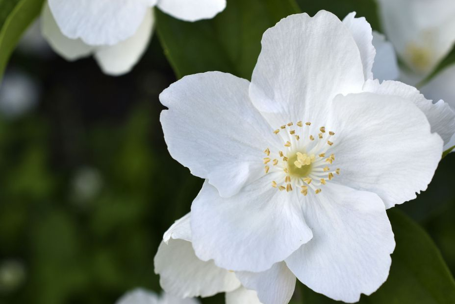 bigstock A Large Beautiful White Jasmin 469111019