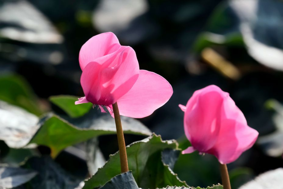 bigstock Blooming Pink Cyclamen Or Alpi 466976091