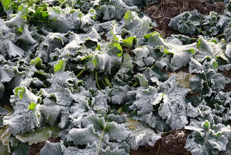 bigstock Ice And Frost On Canola Leaves 468028235