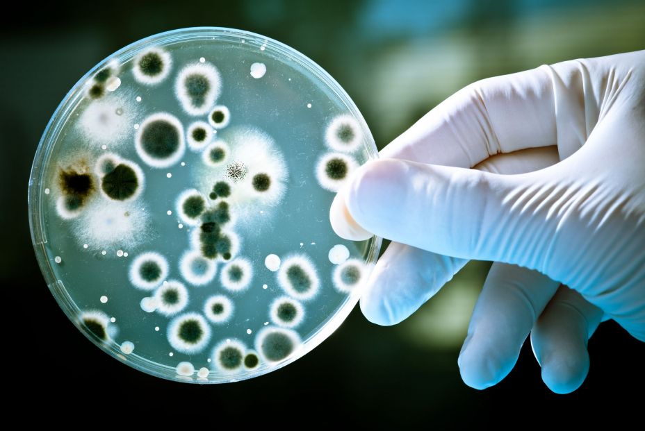 Tu estropajo usado es un arma contra las bacterias resistentes a antibióticos