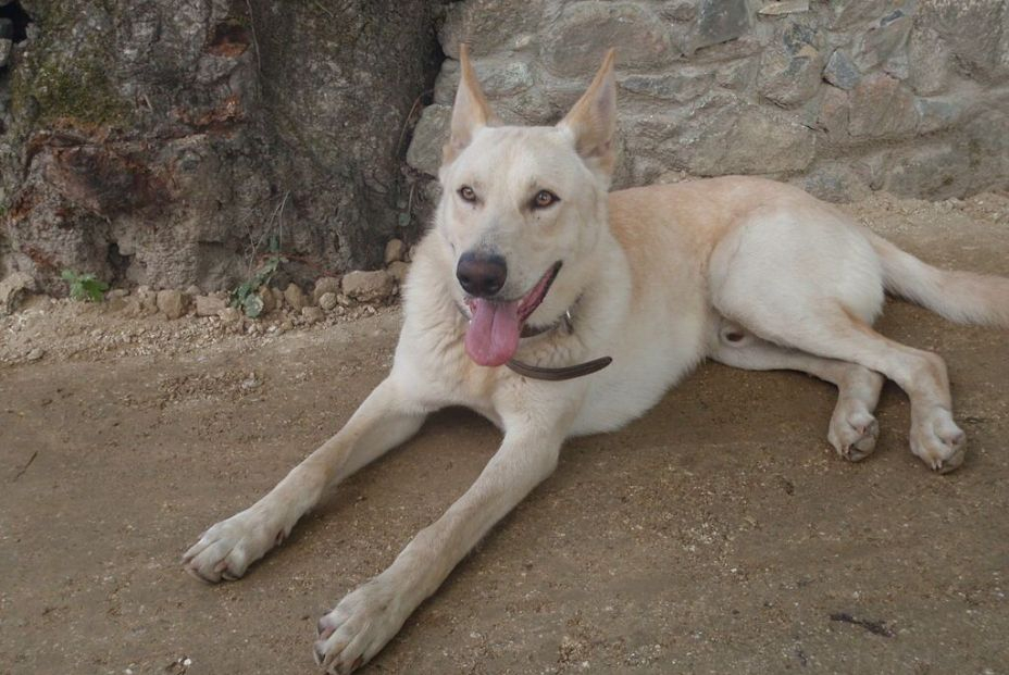 Perro de raza Can de palleiro