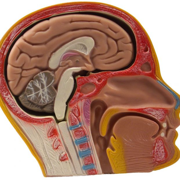 Cerebro (Bigstock)