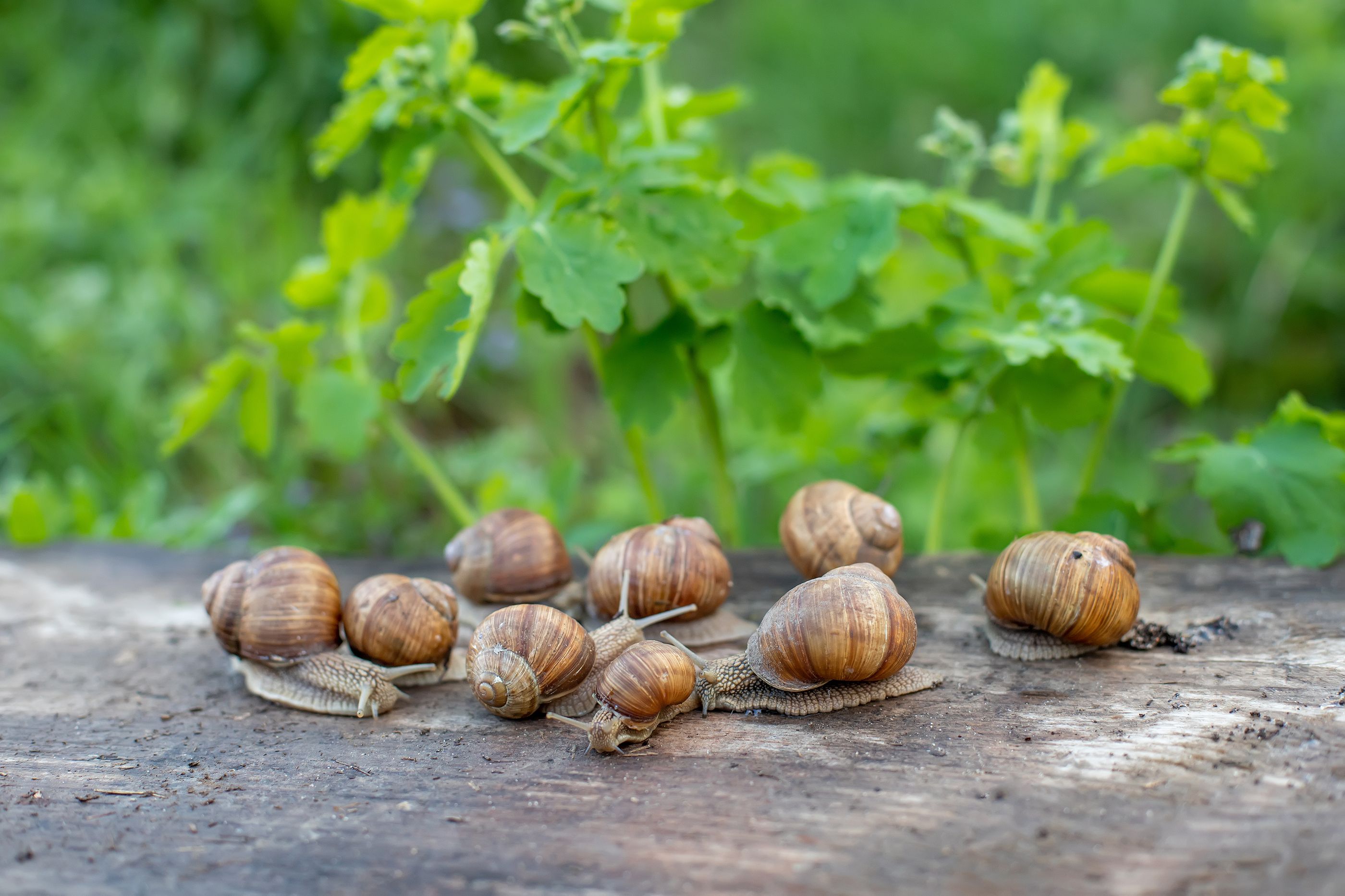 Moco de caracol para curar lesiones y heridas