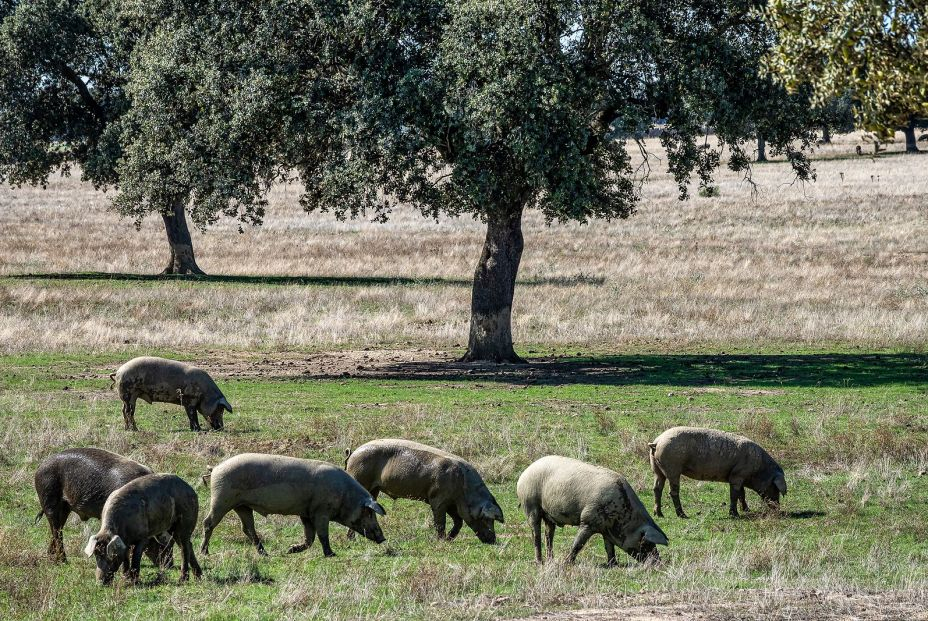 bigstock Iberian Pigs Pata Negra Grazi 442893434