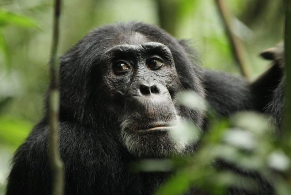 EuropaPress 4971888 chimpance EuropaPress 4971888 chimpance