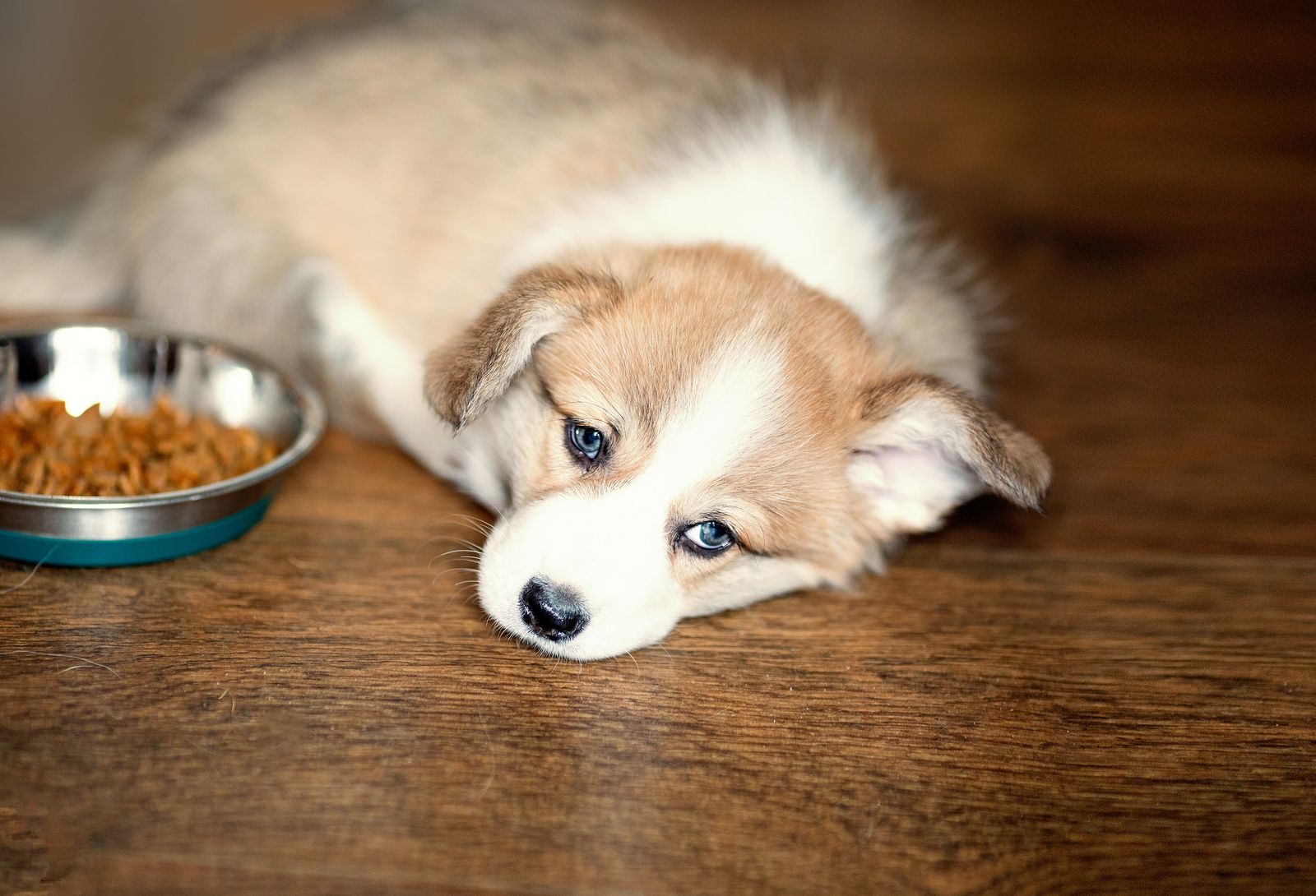 Dietas terapeúticas para tu mascota: ¿en qué consiste?