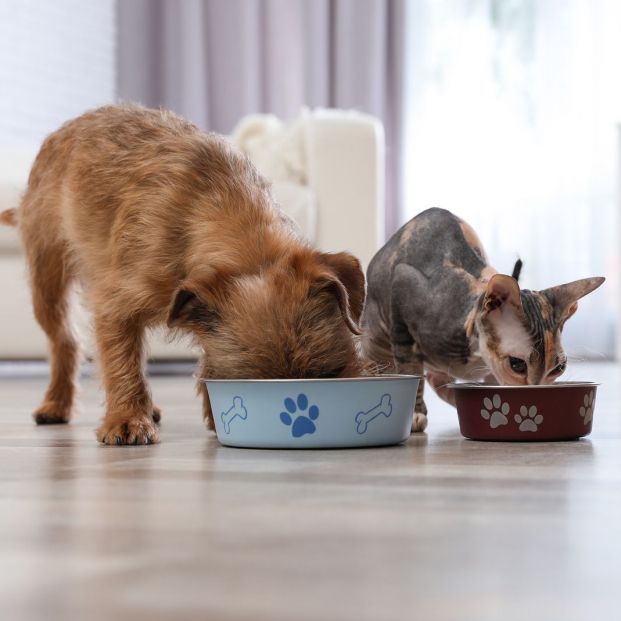 Dietas terapéuticas para animales