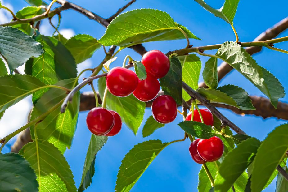 bigstock Photography On Theme Beautiful 463162549 bigstock Photography On Theme Beautiful 463162549