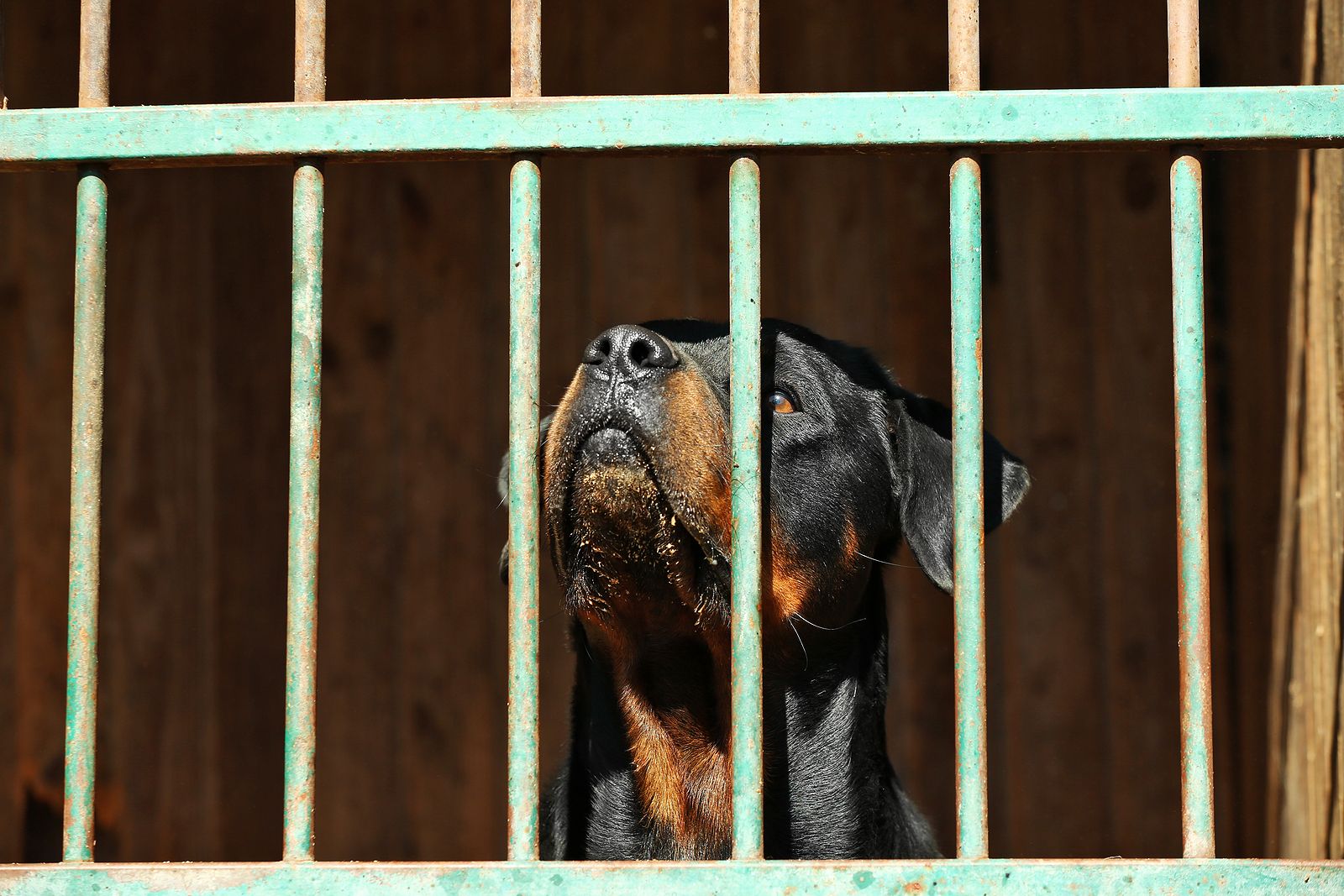 Un perro peligroso reincidente ataca a una niña de 5 años en la cabeza causándole heridas graves