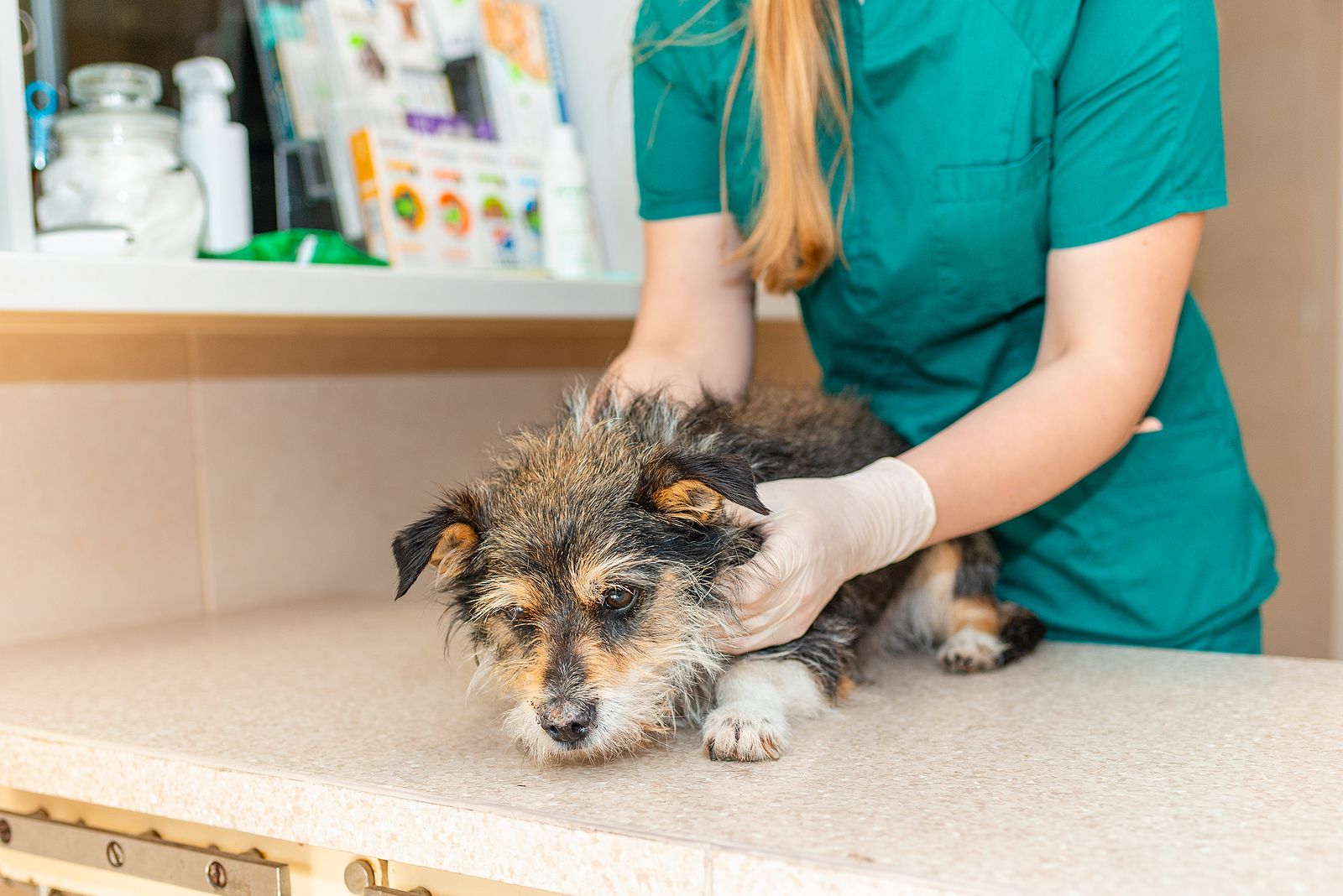 La longevidad de los perros ya provoca que su principal causa de muerte sea el cáncer