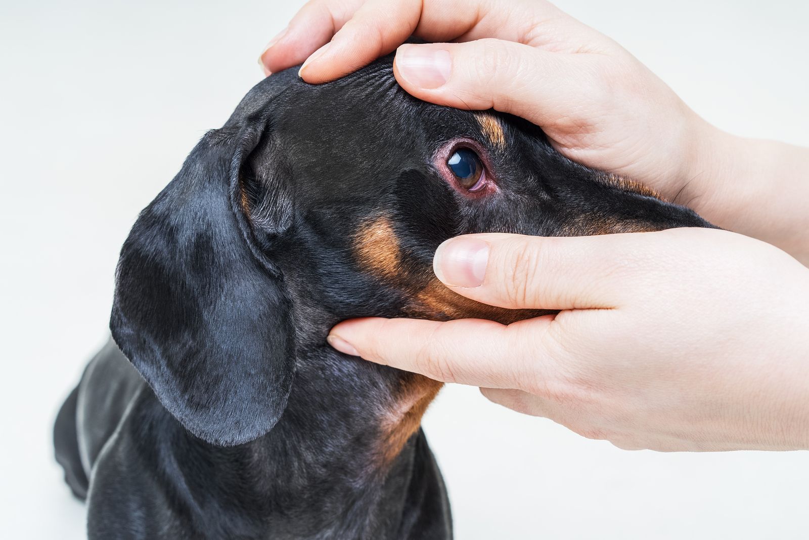 ¿Cómo saber si tu perro tiene la vista en buen estado?