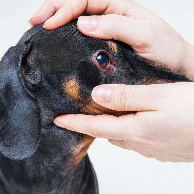 ¿Cómo saber si tu perro tiene la vista en buen estado?