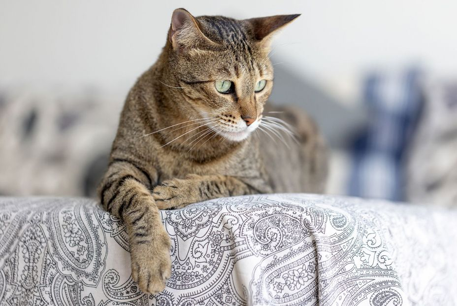 El tiempo máximo que puedes dejar sola a tu mascota, según la Ley de Bienestar Animal El tiempo máximo que puedes dejar sola a tu mascota, según la Ley de Bienestar Animal