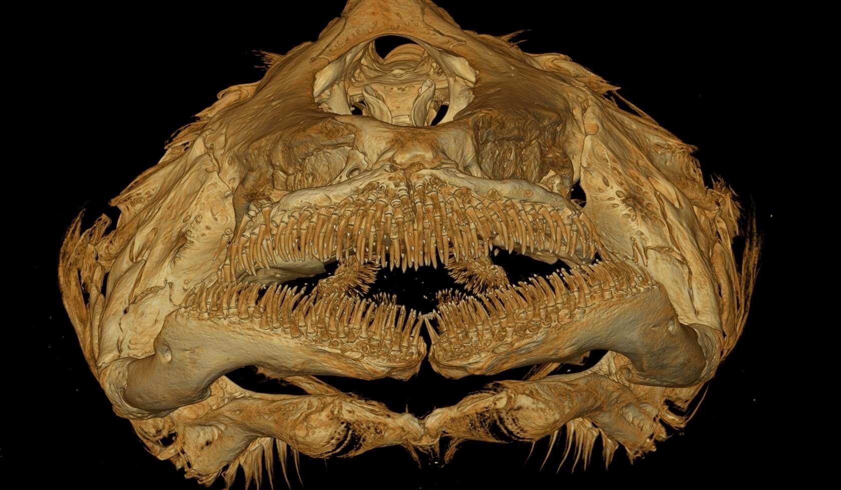 Descubren una nueva especie de pez que evolucionó en la oscuridad absoluta