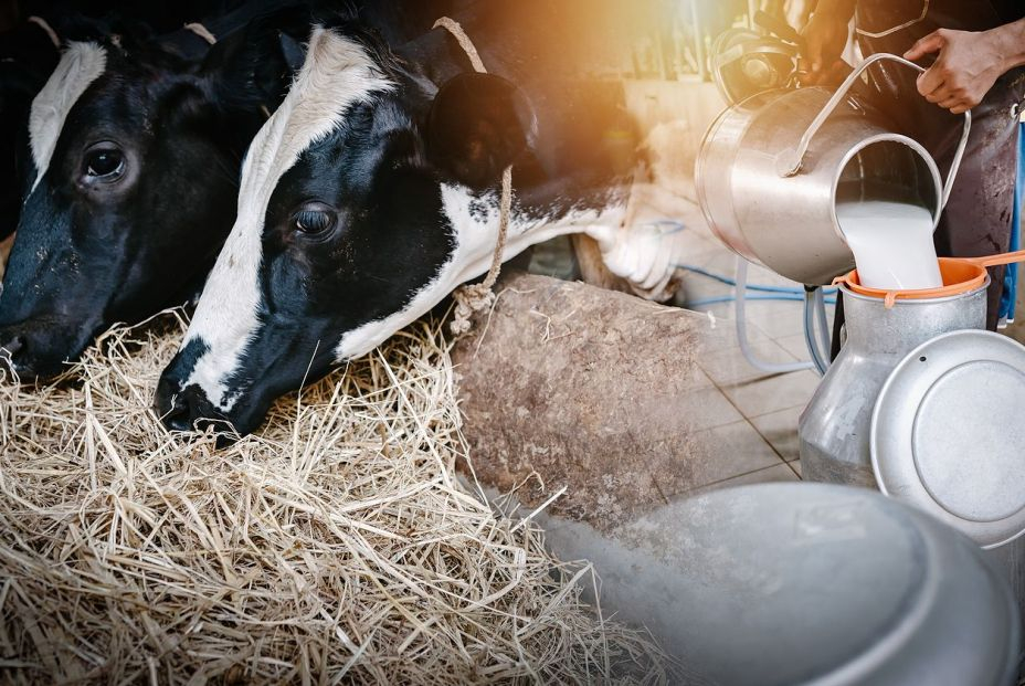 Mitos sobre la leche