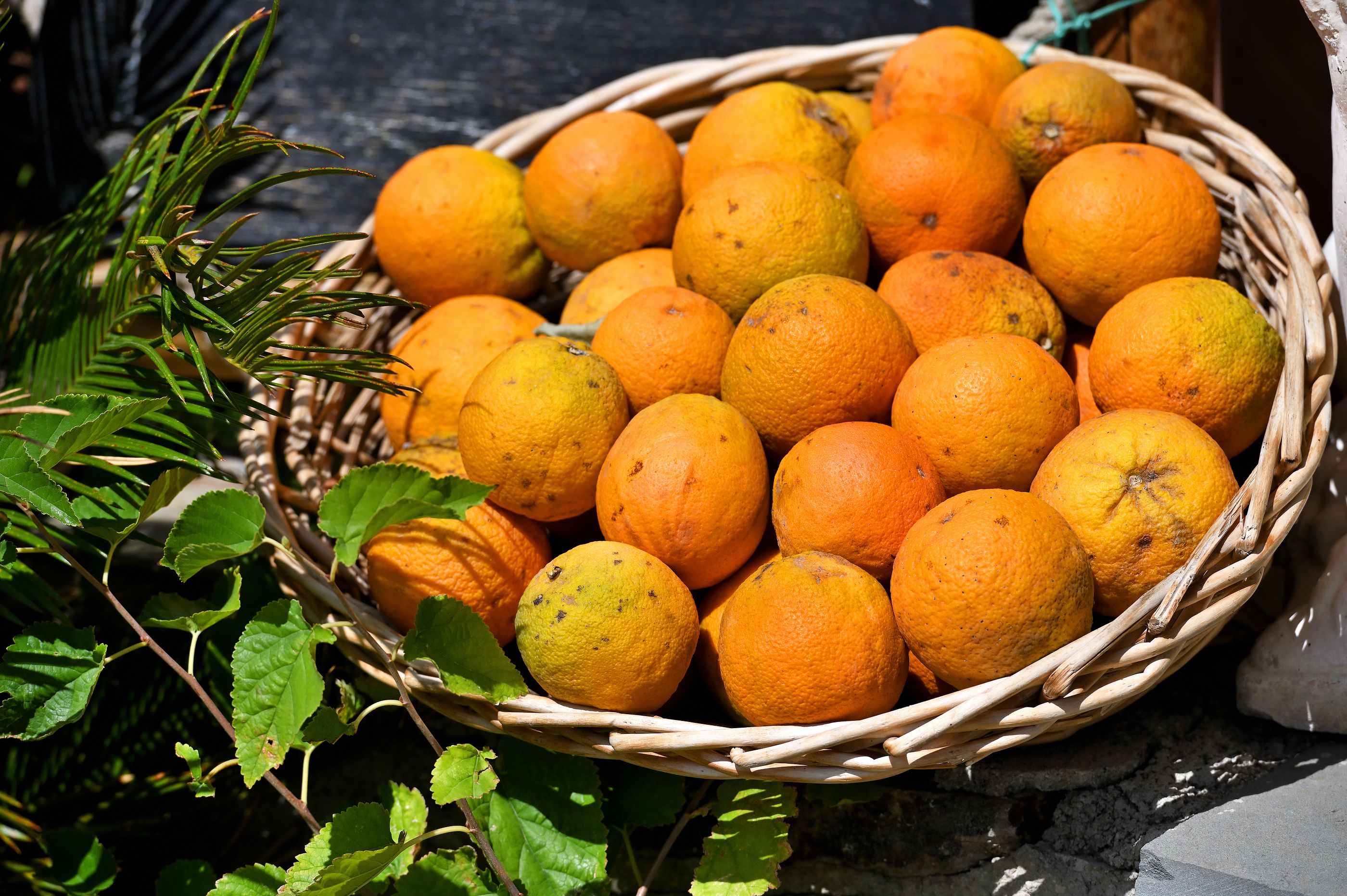 Investigadores españoles crean un biocombustible con pieles de naranja con un 55% menos de hollín