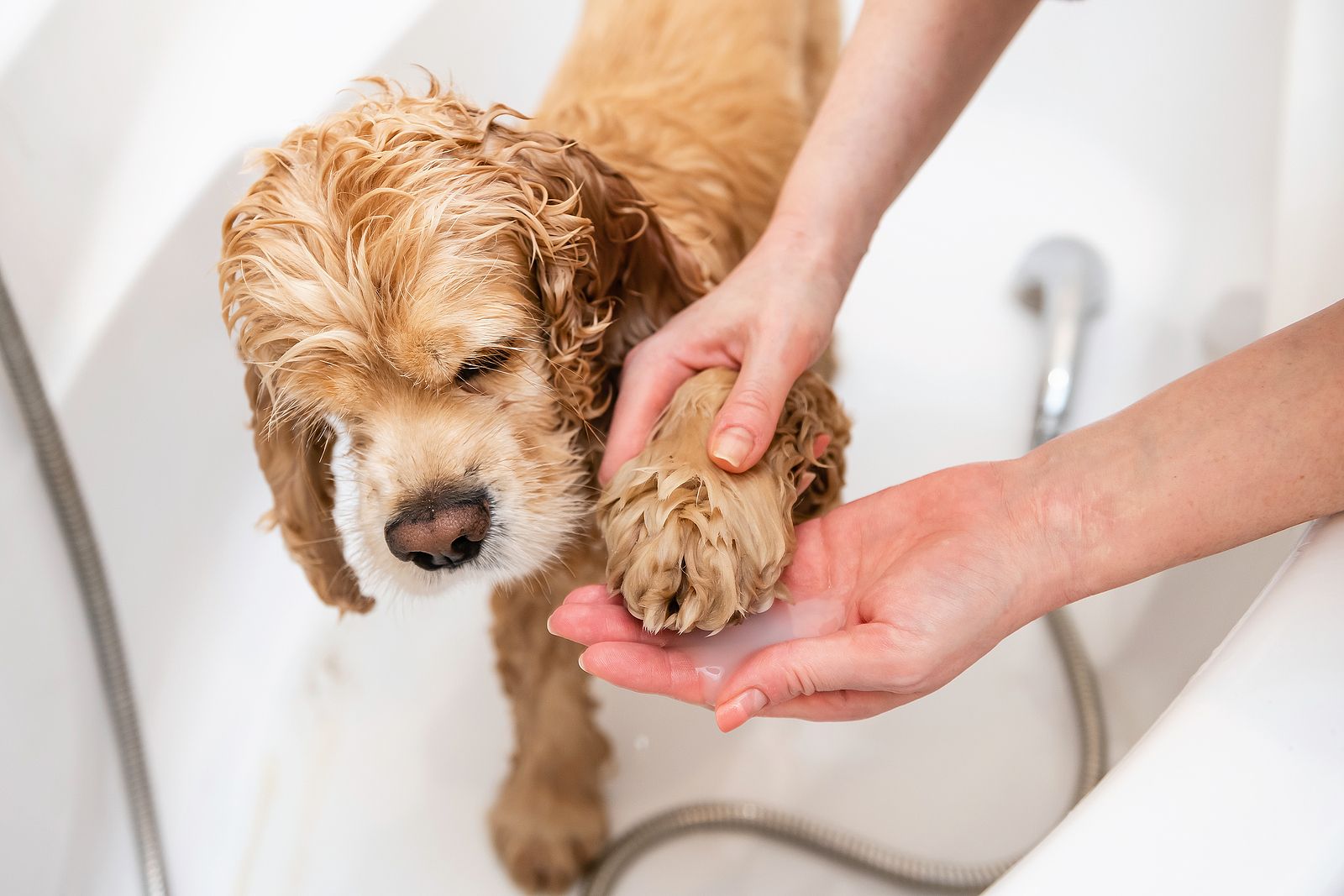El truco para limpiar las patas a tu perro después de pasear
