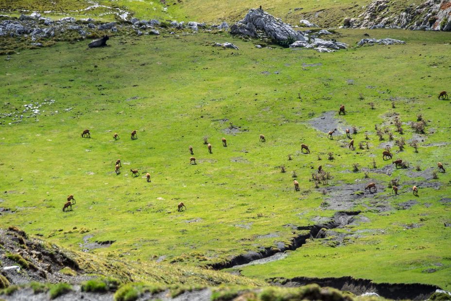 Picos de Europa