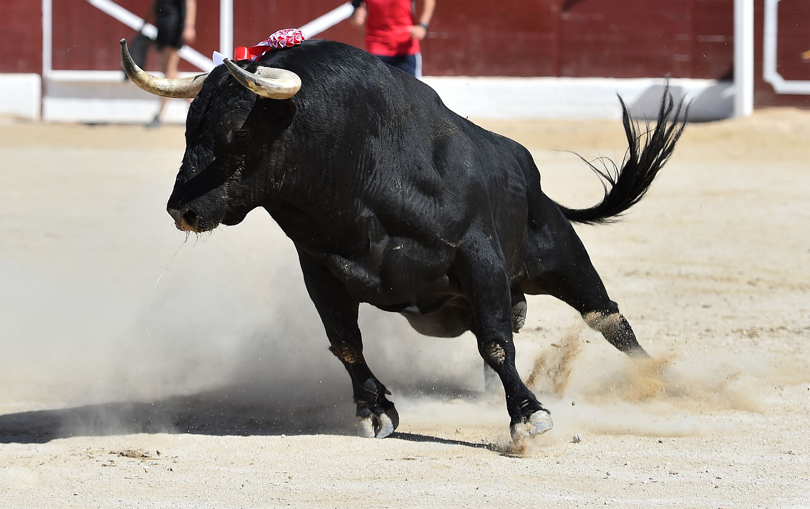 Adiós definitivo del Canal Toros de Movistar Plus+: cesará su emisión el 23 de marzo