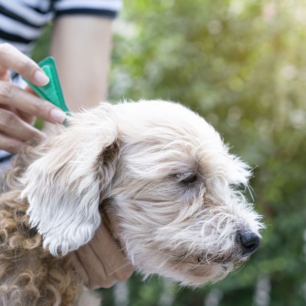 Cómo eliminar las molestas pulgas y garrapatas de tu perro (y de tu casa)