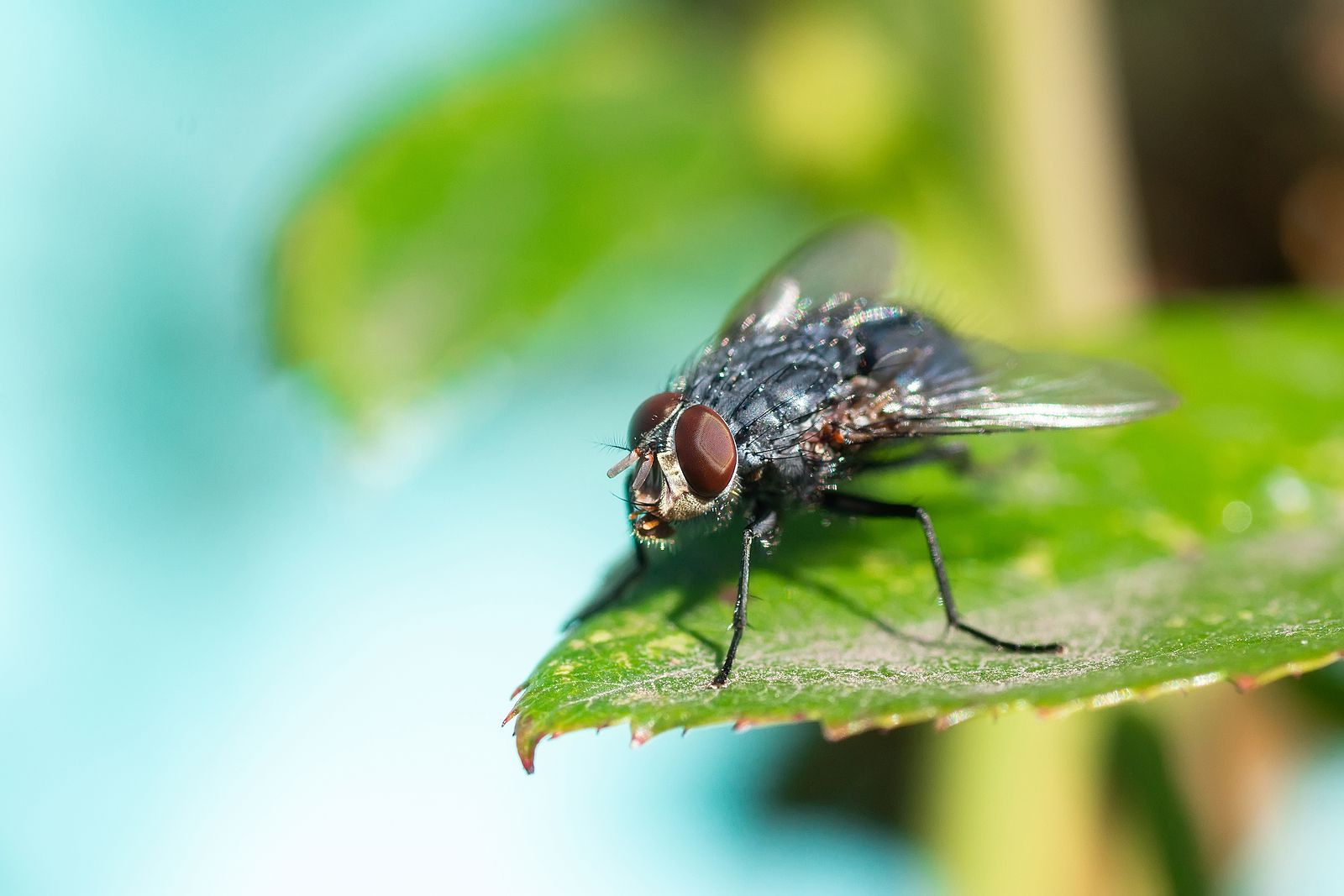 Mosca de la fruta