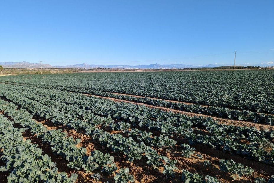 EuropaPress 4942299 campos cultivo santa pola ayuntamiento santa pola preve aprobar