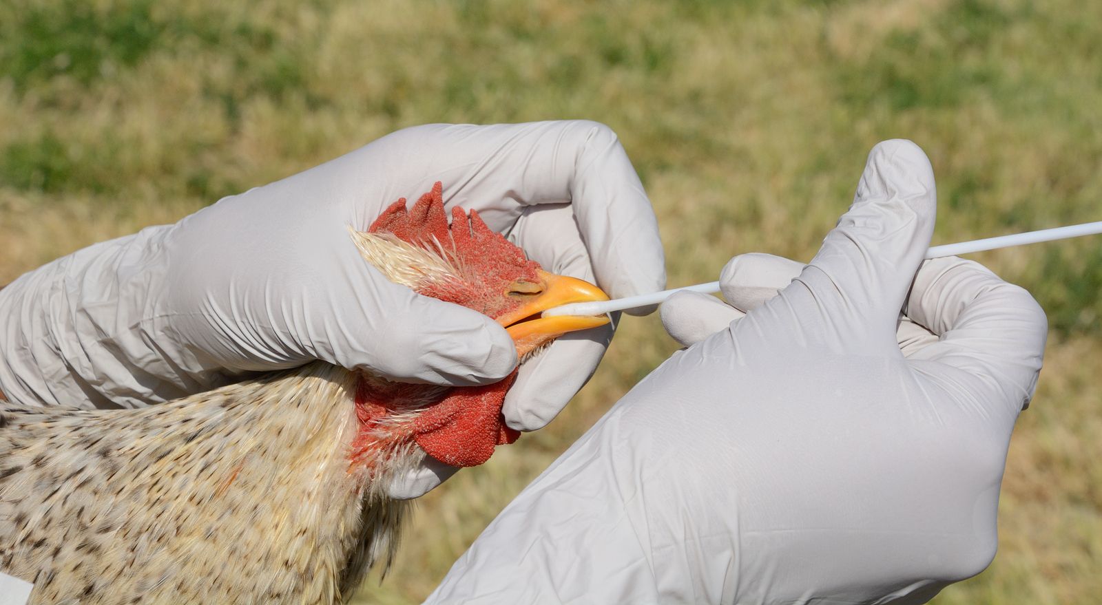 La OMS ve "bajo" el riesgo de transmisión de gripe aviar entre humanos