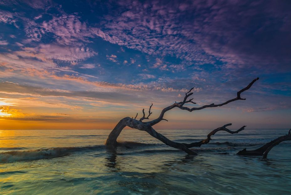 Driftwood Beach