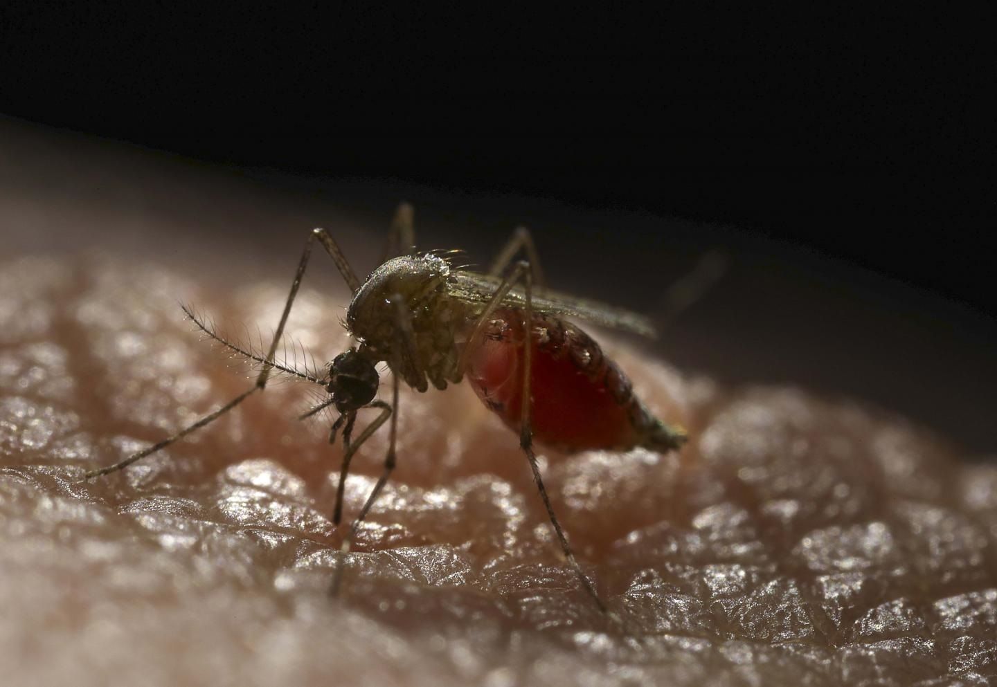 Sanidad identifica casos de dengue autóctono en Ibiza y avisa del riesgo de que aparezcan más Sanidad identifica casos de dengue autóctono en Ibiza y avisa del riesgo de que aparezcan más
