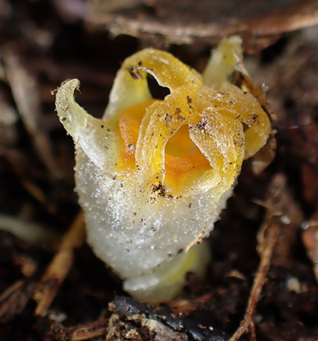 Reaparece la 'linterna de hadas', una planta japonesa que se creía extinguida hace 30 años
