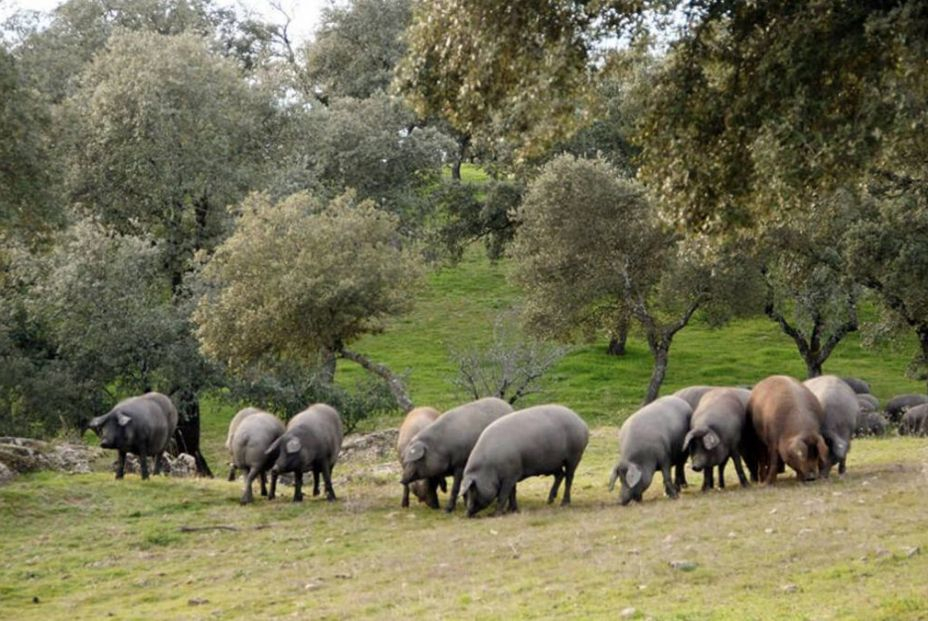 Criadores de porcino: España no se va "a quedar sin comer jamón ibérico" pese a la menor producción. AECERIBER 