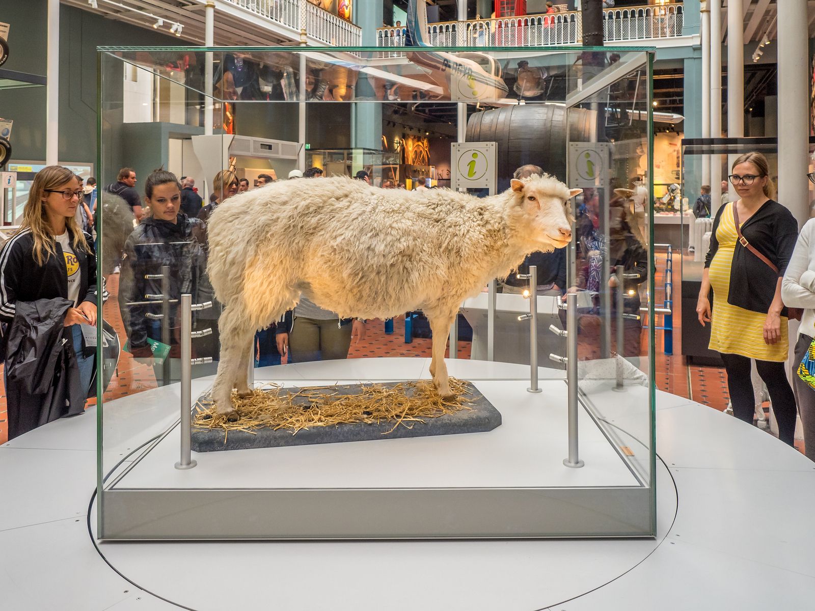 26 años del nacimiento de la oveja Dolly, primer mamífero clonado