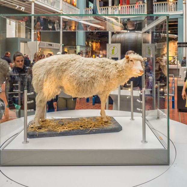 26 años del nacimiento de la oveja Dolly, primer mamífero clonado