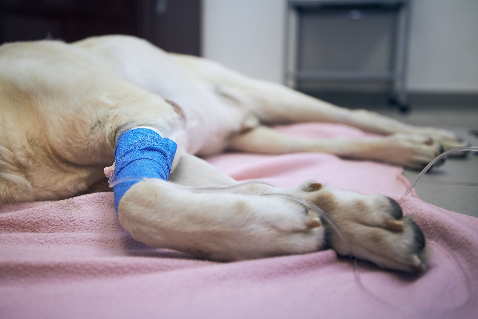 Razas de perros con más riesgo de tener cáncer: tipos de tumores y tratamientos