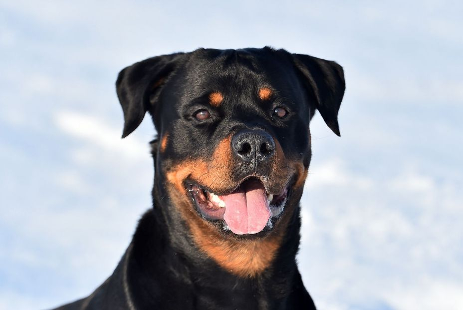 Rottweiler 