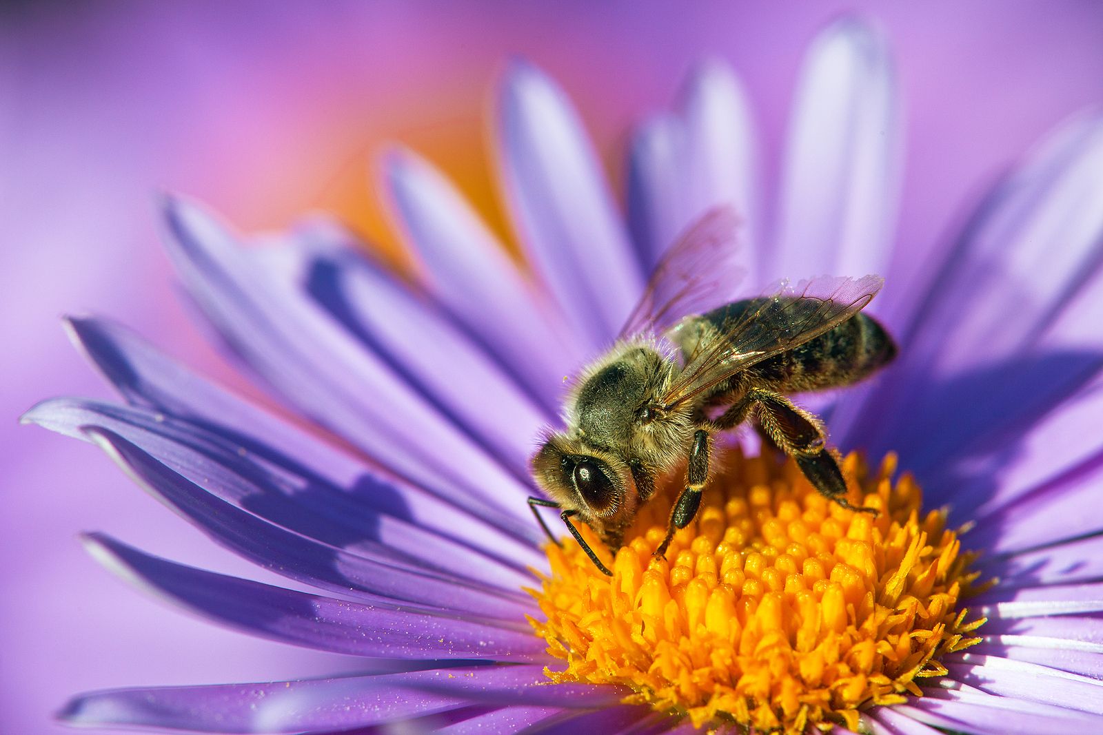 Descubren la insólita y compleja forma de comunicarse de las abejas