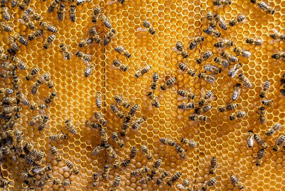 Panal de abejas Panal de abejas
