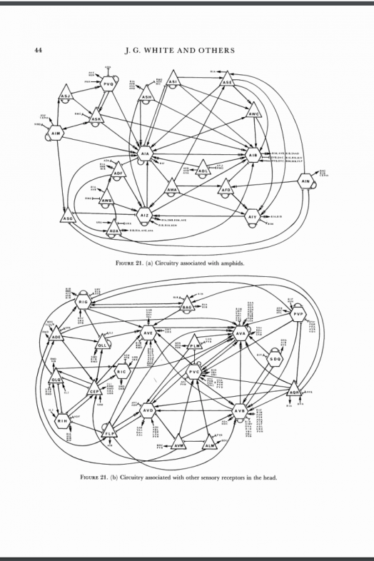 Mapa del cerebro realizado por Sydney Brenner