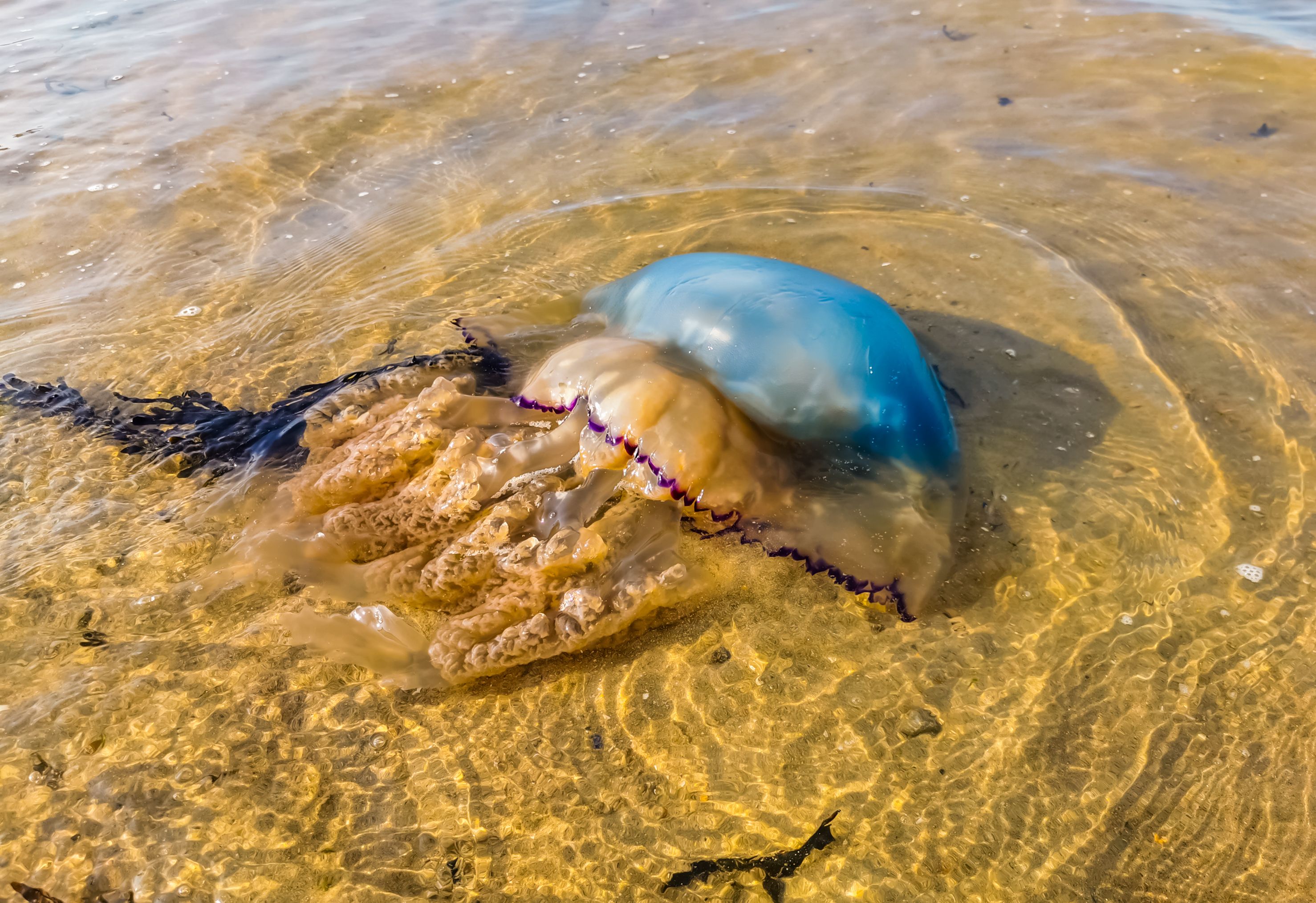 ¿En qué playas españolas hay medusas? Descúbrelo con este mapa en tiempo real