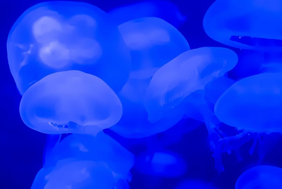 bigstock Jellyfish Underwater With Glow 470668129