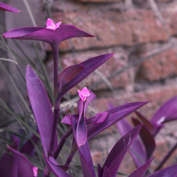 Tradescantia pallida o purpurina