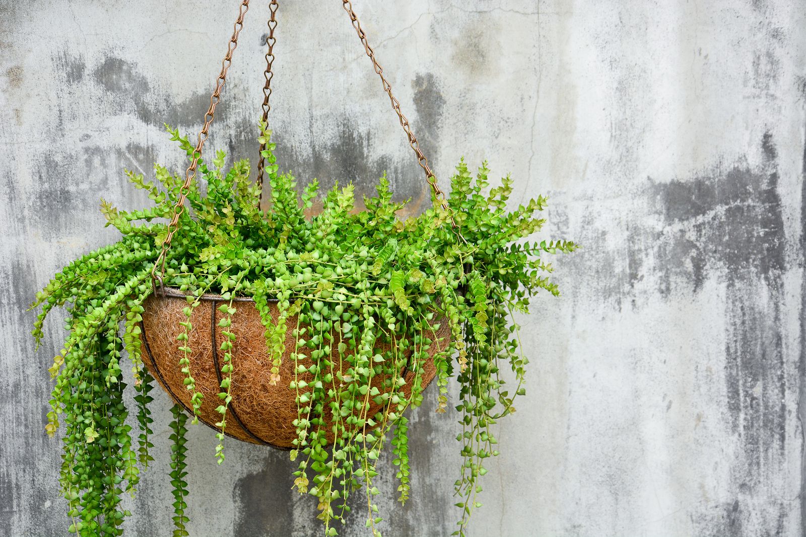 Plantas colgantes para dar un toque a tu hogar