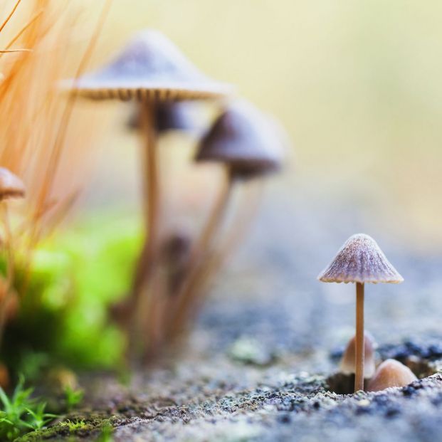 Qué es la micoterapia Qué es la micoterapia