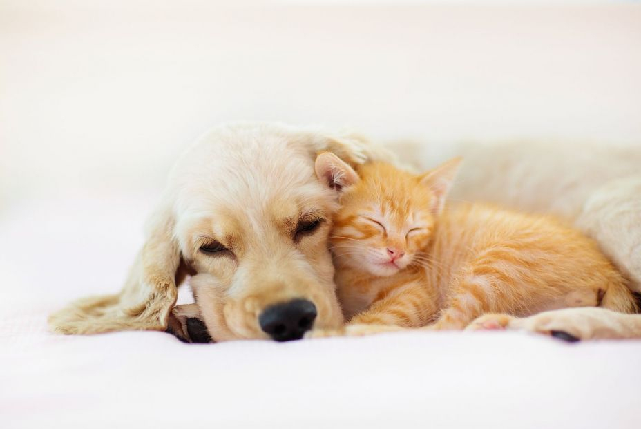 Perro y gato durmiendo Perro y gato durmiendo