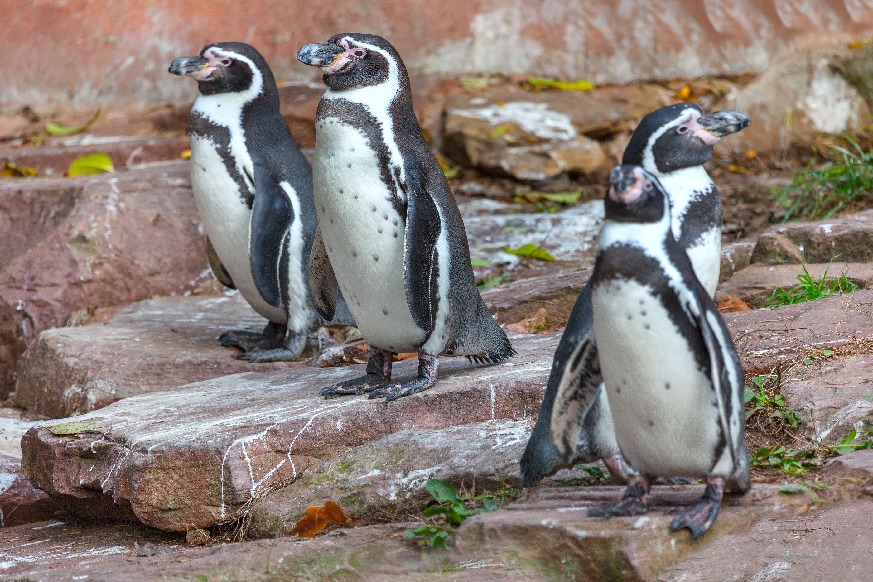 Pingüinos recuperan la vista gracias a una cirugía que ha marcado un hito en el mundo veterinario