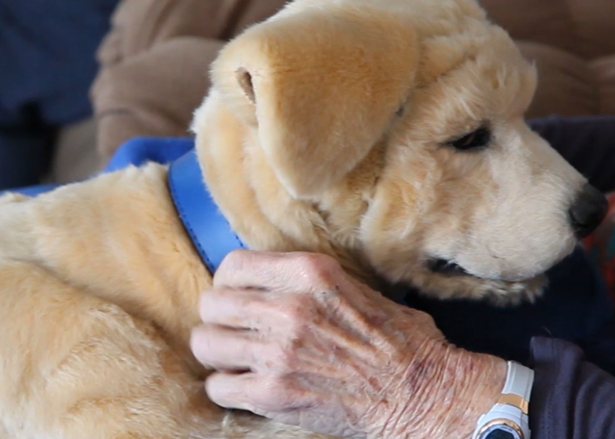 Perros robots para combatir la soledad de los mayores