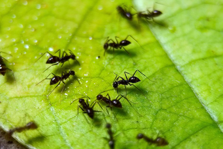 bigstock Close Up Photo Of A Black Ant  472733459